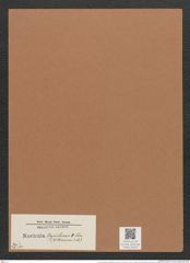 Navicula beyrichiana (williamsoni) A.Schm./O.M. (de-Toni-Nr.: Genus 1, Species 241) Zeichnungen Sammlung Grunow Mappe 00187 (Herbarium_W_Grunow_drawings_Folder_00187)
